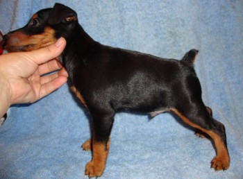 PREKRASNII IMPERATOR