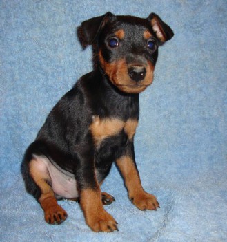 PREKRASNII IMPERATOR