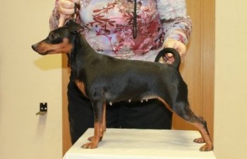 BREND NATALI ANTUANETTA